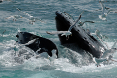 Icy Strait Whale Watching cruise excursion